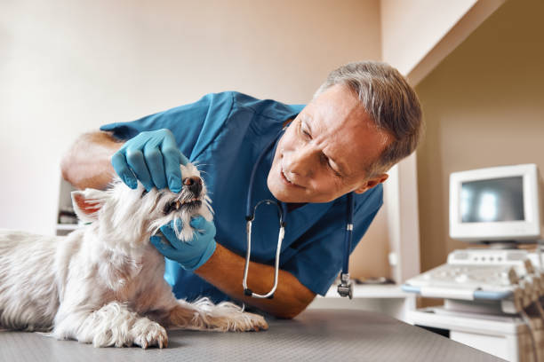Best Emergency Care for Gum Disease in Wapello, IA